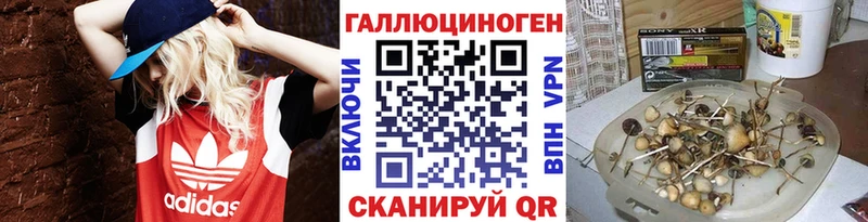 mega ссылка  Буйнакск  дарк нет формула  Галлюциногенные грибы Psilocybe 